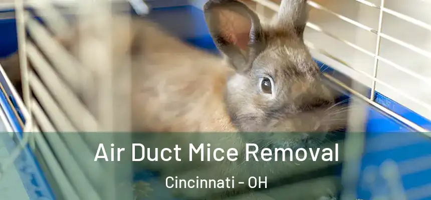 Air Duct Mice Removal Cincinnati - OH